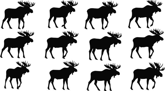 Moose silhouette collection vector set featuring different poses of wild antlered deer isolated black wildlife animal illustration