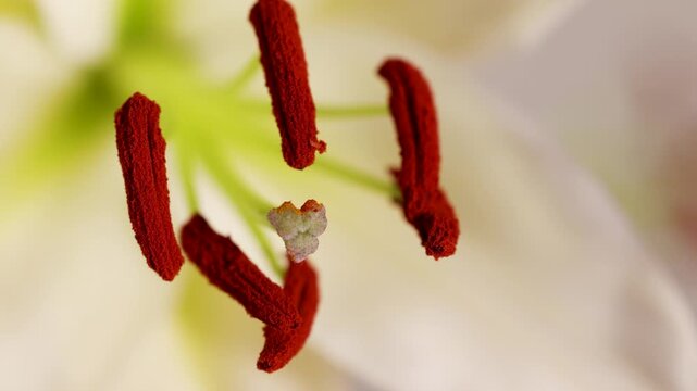 Extreme close-up of red lily stamen with pollen moving gently, macro shot of flower reproductive parts.