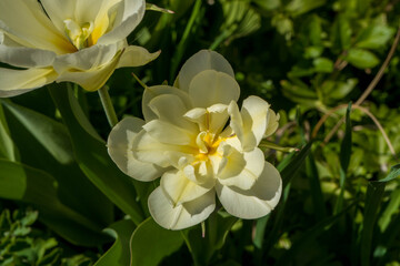 Obraz premium Delicate yellow tulip blossoms in sunlight with fresh spring colors in garden