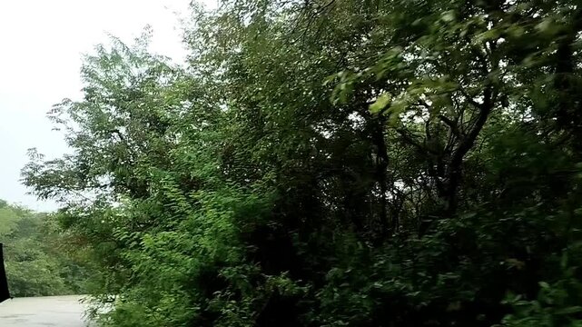A serene view  during heavy rainfall from one of the freshwater swamp forest Ratargul.Gowainghat, Sylhet, Bangladesh.
