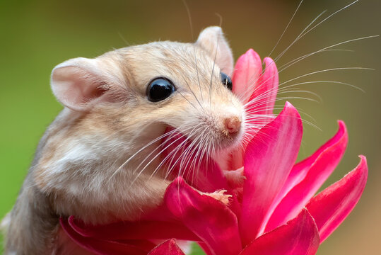 portrait of a Mongolian gerbil playing on a flower
