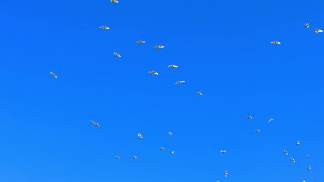 a Gang of Cockatoo flying high above western Sydney Suburb of Burwood Sydney NSW Australia