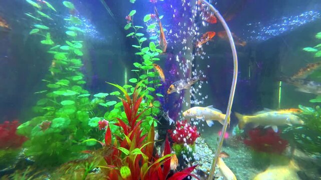 Colourful blue aquarium with lovely coloured mixed tropical fish. Rocks coral and plants in their magical light colours fish tank