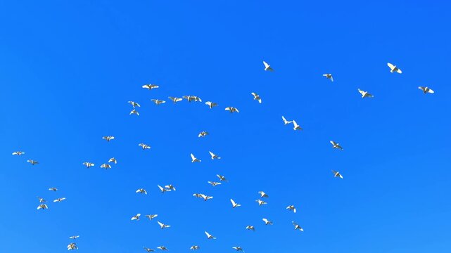 a Gang of Cockatoo flying high above western Sydney Suburb of Burwood Sydney NSW Australia