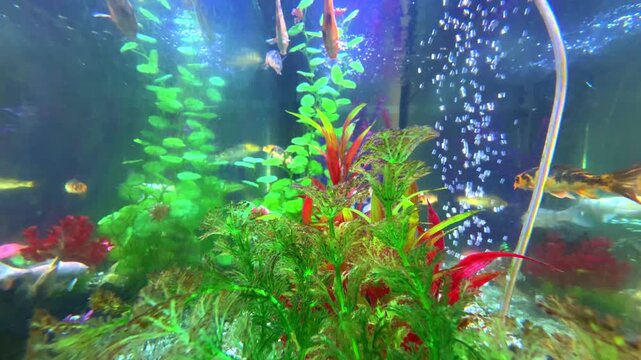 Colourful blue aquarium with lovely coloured mixed tropical fish. Rocks coral and plants in their magical light colours fish tank