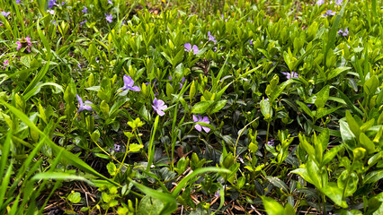 Obraz premium A photo of a spring forest meadow with lush, fresh green vegetation and grass, and small spring flowers growing in it. Spring nature, meadow, lawn, clearing.