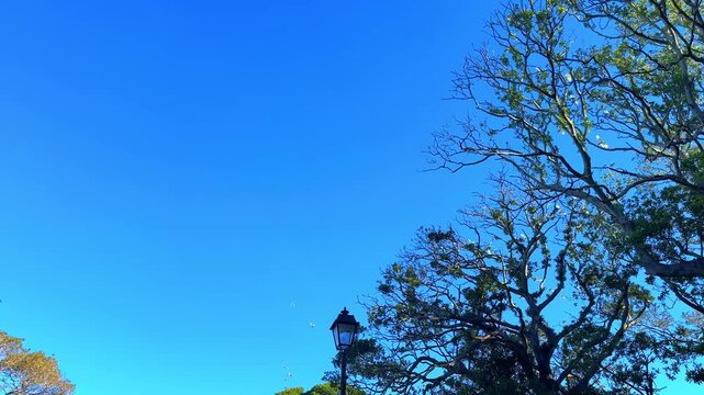a Gang of Cockatoo flying high above western Sydney Suburb of Burwood Sydney NSW Australia