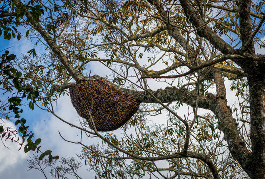 Large wild honey bee nest (Apis dorsata) hanging from a thick tree branch in a dense tropical jungle.
