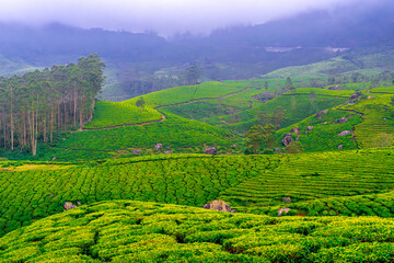 Obraz premium High angle view of terraced tea gardens in daylight with green foliage , Munnar, Kerala, India