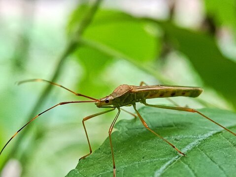 Macro close-up of slender assassin bug on a green leaf, showcasing detailed textures, long legs, and natural behavior in a soft bokeh background