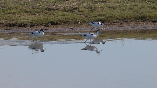 Pied Avocets feeding in shallow water