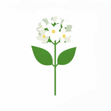 White Jasmine Flower Illustration with Green Leaves Minimal Floral Design