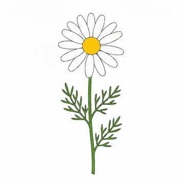 Chamomile Flower Illustration with White Petals and Yellow Center