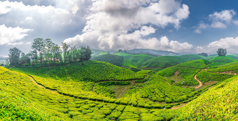 Fototapeta premium High angle view of terraced tea gardens in daylight with green foliage , Munnar, Kerala, India