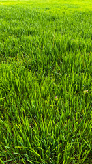 Obraz premium A photo of a spring forest meadow with lush, fresh green vegetation and grass, and small spring flowers growing in it. Spring nature, meadow, lawn, clearing.