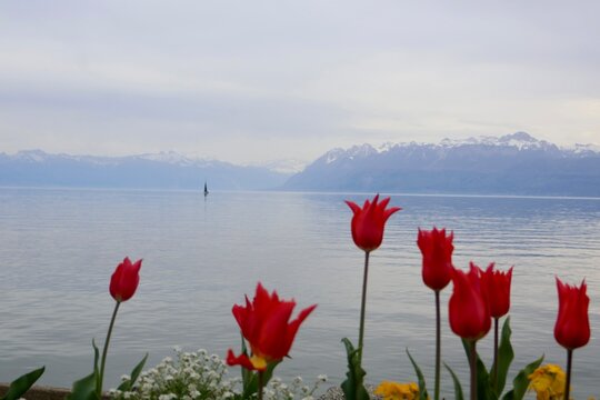 Red tulips in front of Geneva lake and mountains