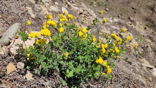 As a spring flowers fooatge, beautiful yellow flowers of Bird's-foot Trefoil (Lotus corniculatus) swaying with the winds in a pine forest clearing in Mediterranean nature