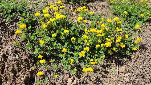 As a spring flowers fooatge, beautiful yellow flowers of Bird's-foot Trefoil (Lotus corniculatus) swaying with the winds in a pine forest clearing in Mediterranean nature