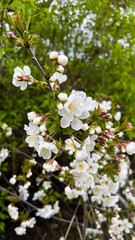 Fototapeta premium A photograph of beautiful spring flowers blooming on cherry tree branches. A branch of a blossoming cherry tree. A branch of a blossoming plum tree. Spring fruit blossoms on trees.