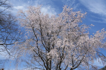 Fototapeta premium Weeping Cherry Tree in Full Bloom Against Blue Spring Sky