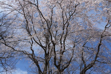 Fototapeta premium Weeping Cherry Tree in Full Bloom Against Blue Spring Sky