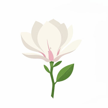 White Magnolia Flower Illustration Elegant Botanical Bloom