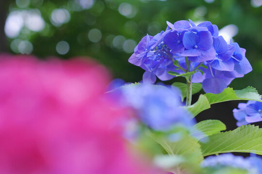 Pastel Hydrangea Macro with Copy Space, Soft Floral Background for Banner Design