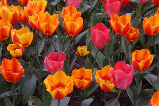 red and yellow tulips in tulips festival in Morges in Switzerland on April 11, 2026
