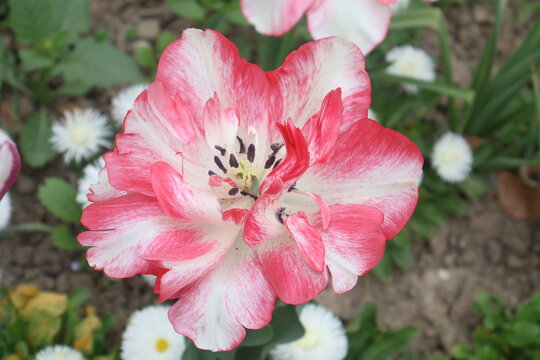 pink and white tulips in the tulips festival in Morges in Switzerland on April 11, 2026