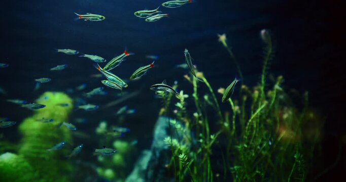 Many Zebrafish In Big Zoo Aquarium. Zebrafish Or Danio Rerio Is Species Of Freshwater Ray-finned Fish. Zebra Danio And Tropical Fish is Popular Aquarium Fish. Zebrafish Used Vertebrate Model Organism