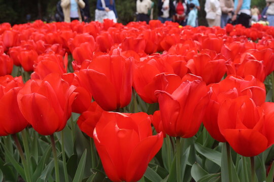 red and white tulips in tulips festival in Morges in Switzerland on April 11, 2026