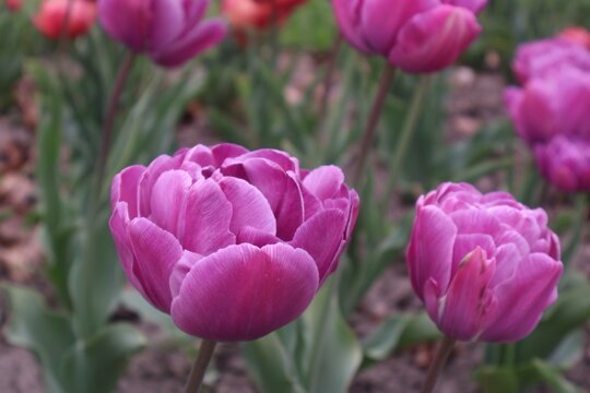 field of pink tulips