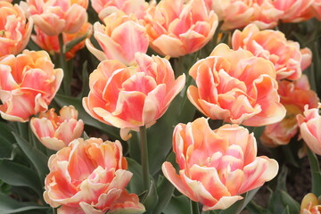 Obraz premium field of tulips / White and pink tulips in tulips festival in Morges in Switzerland on April 11, 2026