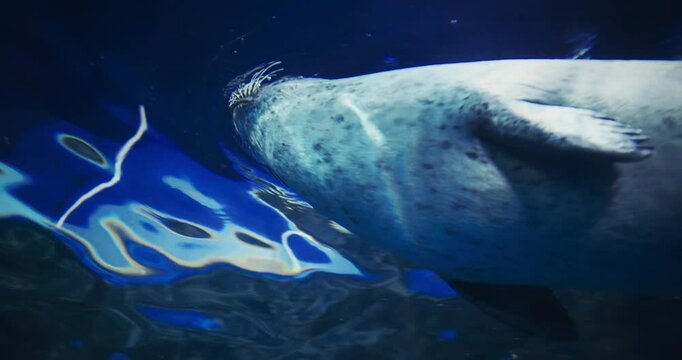 Adorable Common Seal In Aquarium. Close Up View On Harbor Seal, Common Marine Mammal From Pacific And Atlantic Coast. Marine Life. Phoca Vitulina. Ocean Animal, Aquatic Life. Nature, Wildlife Theme