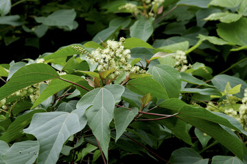 Obraz premium Male Flower Clusters of East Asian mallotus (Mallotus japonicus) in Summer, Tohoku, Japan