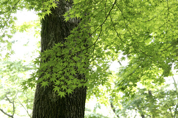 Fototapeta premium Fresh Green Leaves of Japanese maple (Acer palmatum) in Spring, Tohoku, Japan
