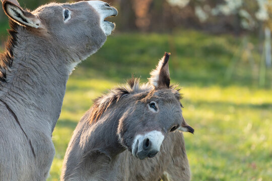 Close up of two donkeys (Equus asinus) showing their teeth with a flehmen response in a sunny field.