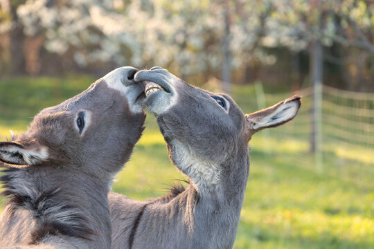 Close up of two donkeys (Equus asinus) showing their teeth with a flehmen response in a sunny field.
