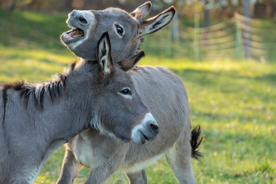 Close up of two donkeys (Equus asinus) showing their teeth with a flehmen response in a sunny field.