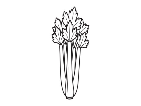 Vintage style celery illustration a hand drawn botanical sketch for culinary and artistic use