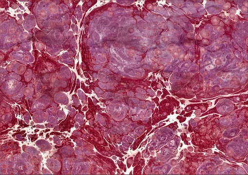 Red crimson purple Turkish marbling ebru art with organic cell bubble patterns, handmade paper marbling texture background.