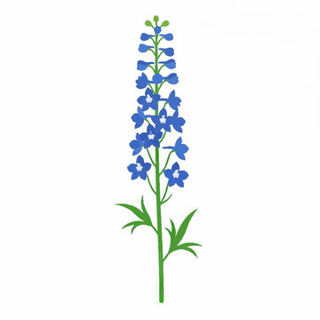 Blue Delphinium Flower Illustration Tall Botanical Floral Design