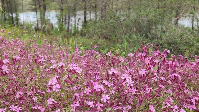 As a spring footage, a vibrant carpet of pink wildflowers, Egyptian Campion (Silene aegyptiaca) low-growing, sprawling perennial plants that form dense mats of color under a pine forest edge