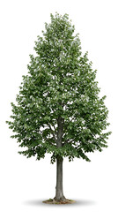 Fototapeta premium Vibrant lush green tree standing tall with full foliage, isolated on a clean white background