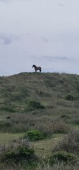Obraz premium wild horse in netherland