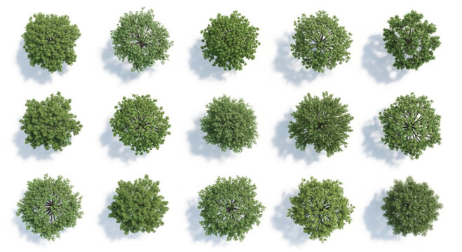 Set of 15 Green Tree Top View Vector Illustrations with Shadows