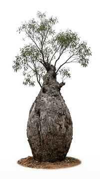 Striking Boab Tree with Characteristic Bulbous Trunk Isolated on Clean White Background