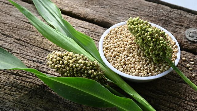sorghum (broomcorn) seeds in plate on wooden table. whole seeds of sorghum close up