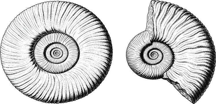Vintage Ammonite Fossil Illustration, Antique Black and White Sea Shell Engraving, Hand Drawn Prehistoric Mollusk Sketch, Nautical Marine Biology Art Print