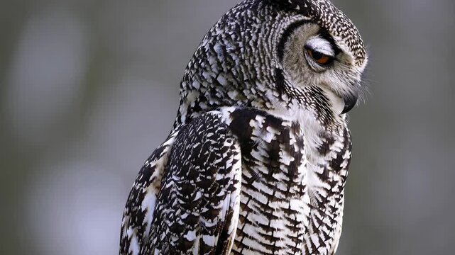 Owl with intricate feather patterns and closed eyes shifts posture, revealing striking orange eye while perched on a branch against a blurred natural background
